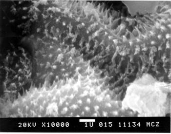 Media type: image; Herpetology R-31370